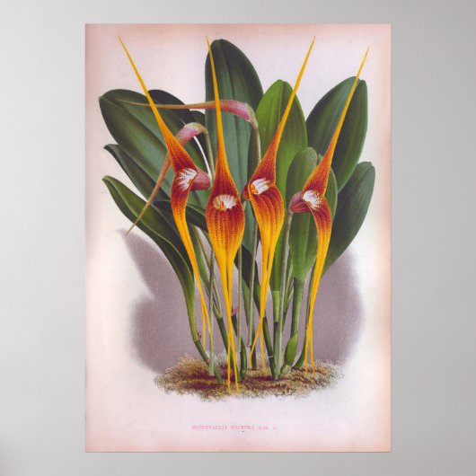 Masdevallia Macura Orange Vintag Orchideen Poster (Vorne)