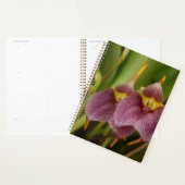 Masdevallia Planer (Anzeige)