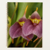 Masdevallia Planer (Vorderseite)
