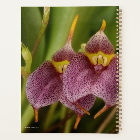 Masdevallia Planer (Rückseite)