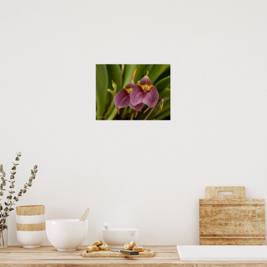 Masdevallia Poster (Küche)