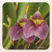 Masdevallia Rechteckiger Pappuntersetzer (Vorderseite)