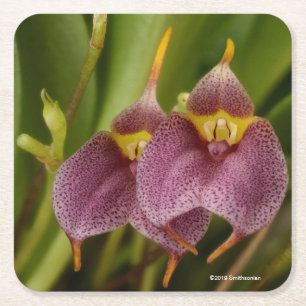 Masdevallia Rechteckiger Pappuntersetzer