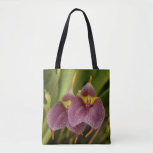 Masdevallia Tasche