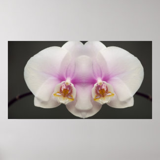 Maske des Orchideen Poster