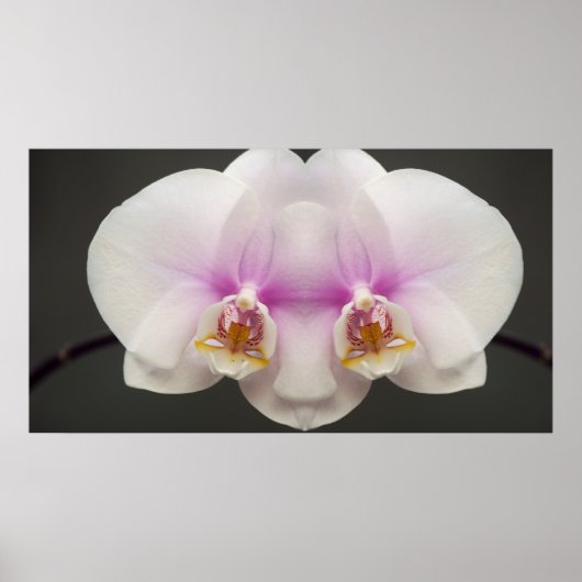 Maske des Orchideen Poster (Vorne)