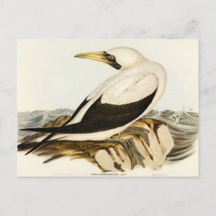 Masked Gannet von Elizabeth Gould Postkarte