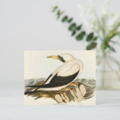 Masked Gannet von Elizabeth Gould Postkarte (Stehend Vorderseite)