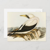 Masked Gannet von Elizabeth Gould Postkarte (Vorne/Hinten)