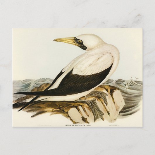 Masked Gannet von Elizabeth Gould Postkarte (Vorderseite)
