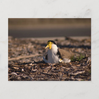 Maskierte Lapwing Postkarte