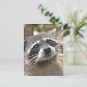 Maskierte Raccoon Postkarte (Stehend Vorderseite)