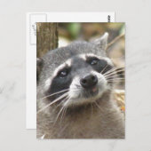 Maskierte Raccoon Postkarte (Vorne/Hinten)