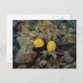 Maskierter Schmetterling001-01 Postkarte (Vorne/Hinten)