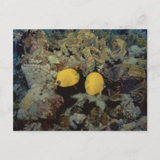 Maskierter Schmetterling001-01 Postkarte