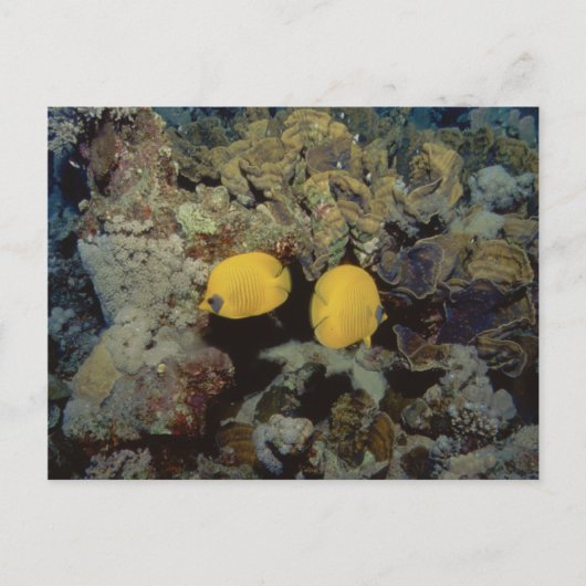 Maskierter Schmetterling001-01 Postkarte (Vorderseite)