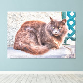 Maspalomas Cat Leinwanddruck (Insitu (Holzboden))