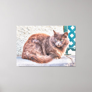 Maspalomas Cat Leinwanddruck