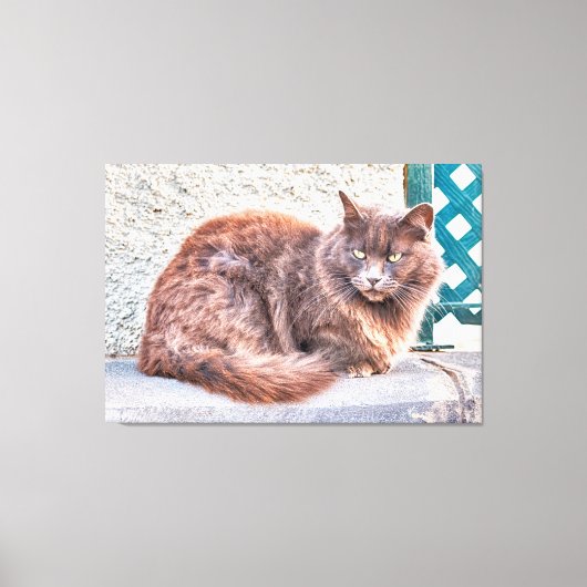 Maspalomas Cat Leinwanddruck (Vorderseite)