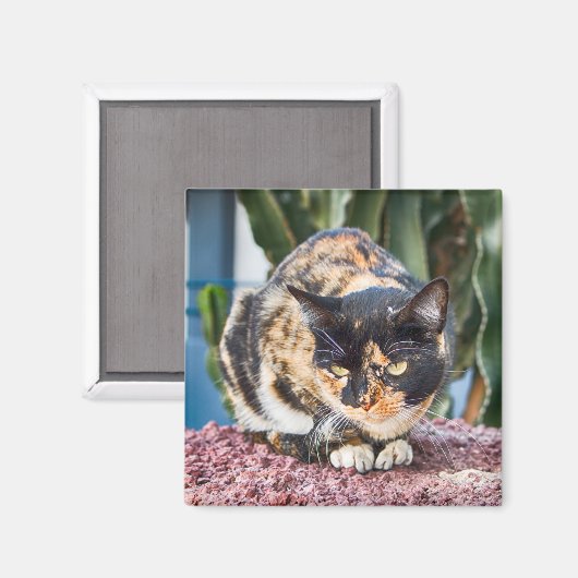 Maspalomas Cat Magnet (Vorderseite/Rückseite)