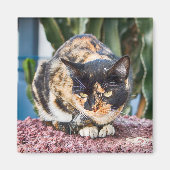 Maspalomas Cat Magnet (Vorne)
