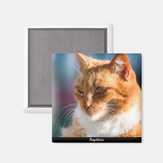 Maspalomas Cat Magnet (Vorderseite/Rückseite)