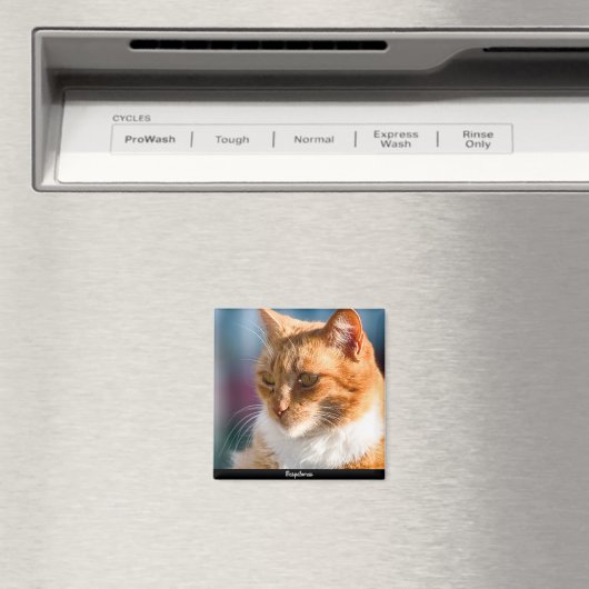 Maspalomas Cat Magnet (In Situ (Geschirrspüler))