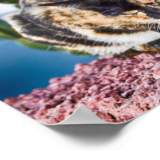 Maspalomas Cat Poster (Ecke)