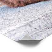 Maspalomas Cat Poster (Ecke)