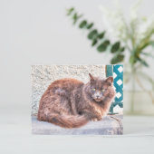 Maspalomas Cat Postkarte (Stehend Vorderseite)