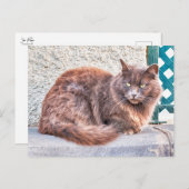 Maspalomas Cat Postkarte (Vorne/Hinten)
