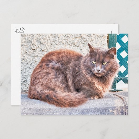 Maspalomas Cat Postkarte (Vorne/Hinten)