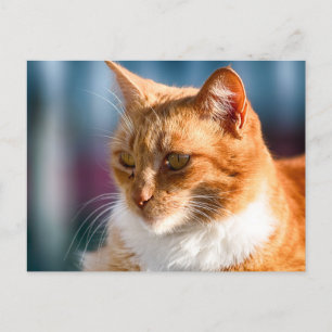 Maspalomas Cat Postkarte