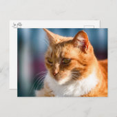 Maspalomas Cat Postkarte (Vorne/Hinten)