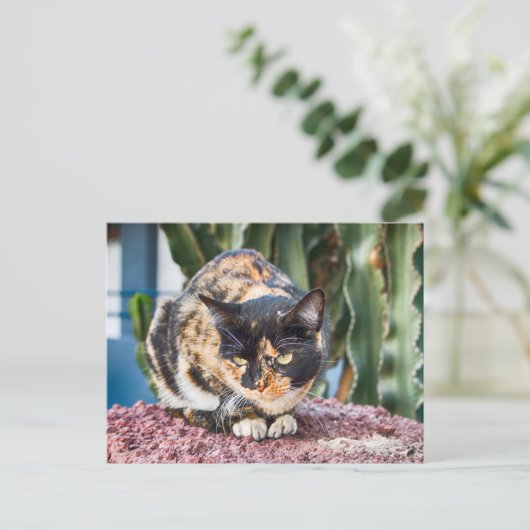 Maspalomas Cat Postkarte (Stehend Vorderseite)