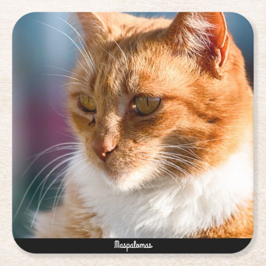 Maspalomas Cat Rechteckiger Pappuntersetzer (Vorderseite)