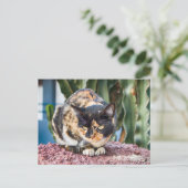 Maspalomas-Katze Postkarte (Stehend Vorderseite)