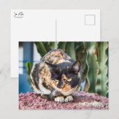 Maspalomas-Katze Postkarte (Vorne/Hinten)