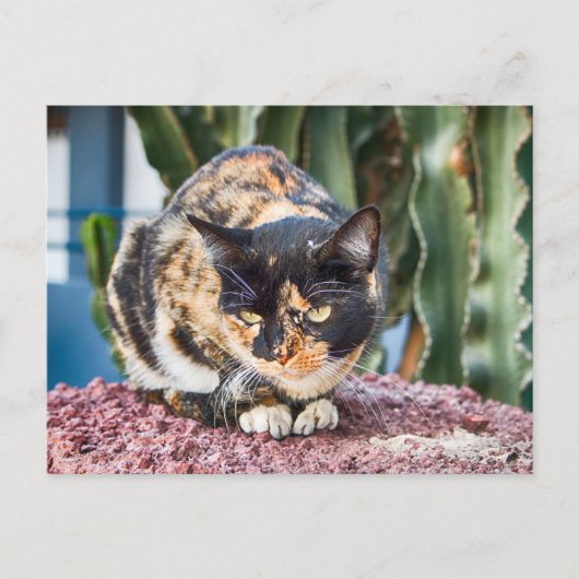 Maspalomas-Katze Postkarte (Vorderseite)