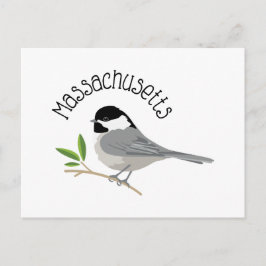 Massachusetts Chickadee Postkarte