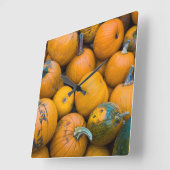 Massachusetts, Salisbury, Kürbisse, Herbst Quadratische Wanduhr (Winkel)