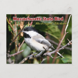 Massachusetts Staat Bird - Schwarzkichererbse Postkarte