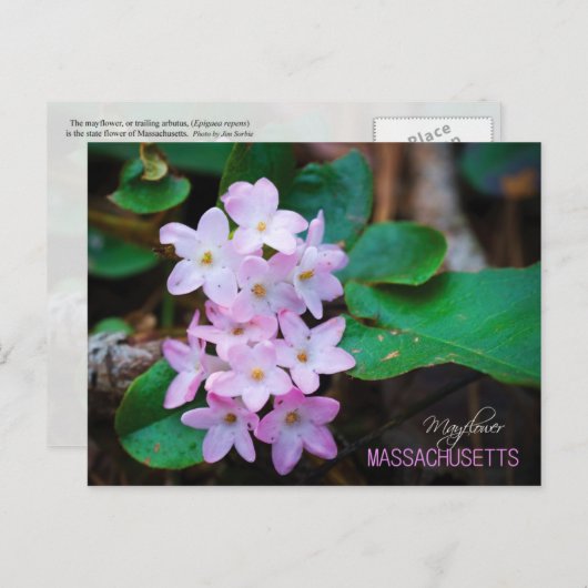 Massachusetts Staat Blume: Mayflower Postkarte (Vorne/Hinten)