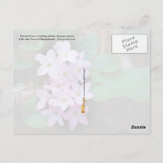 Massachusetts Staat Blume: Mayflower Postkarte (Rückseite)