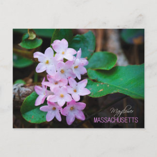Massachusetts Staat Blume: Mayflower Postkarte
