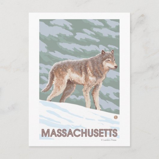 MassachusettsWolf Szene Postkarte (Vorderseite)