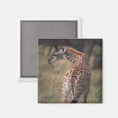 Massai Giraffe 2 Magnet (Vorderseite/Rückseite)