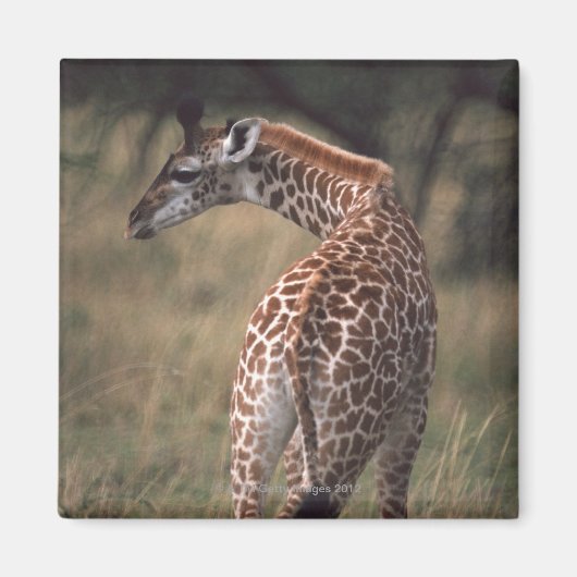 Massai Giraffe 2 Magnet (Vorne)