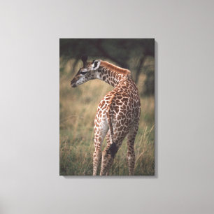 Massai Giraffe 3 Leinwanddruck