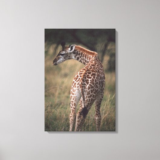 Massai Giraffe 3 Leinwanddruck (Vorderseite)